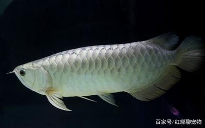 銀龍魚在一個地方不動（銀龍魚在一個地方不動可能是由于多種因素引起的）