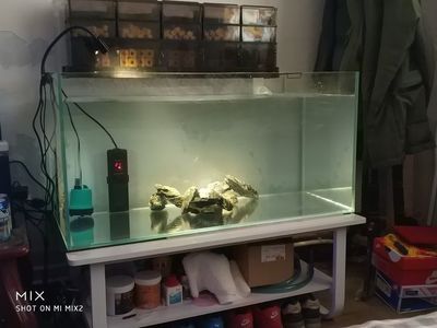 魚缸過濾器組裝視頻（魚缸過濾器維護周期如何選擇合適的魚缸過濾器） 魚缸過濾器組裝視頻（魚缸過濾器維護周期如何選擇合適的魚缸過濾器） 龍魚百科
