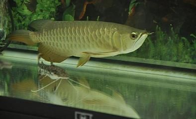 龍魚(yú)養(yǎng)幾年抱卵：想讓你的龍魚(yú)繁殖，你需要確保它們已經(jīng)達(dá)到了性成熟的年齡