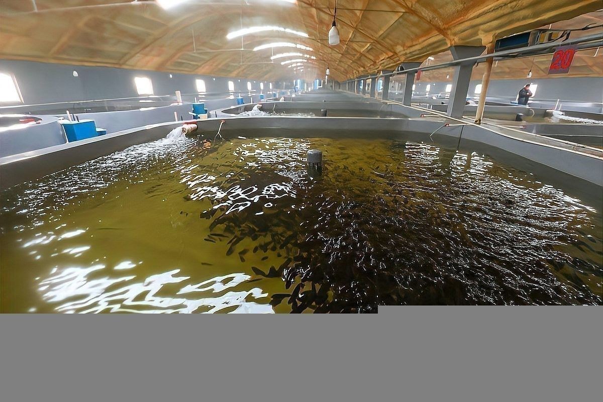 銀龍魚飼養技巧和方法