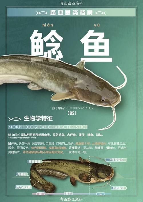 黔龍魚(yú)是什么魚(yú)圖片大全