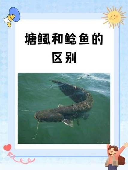 黔龍魚(yú)是什么魚(yú)圖片大全