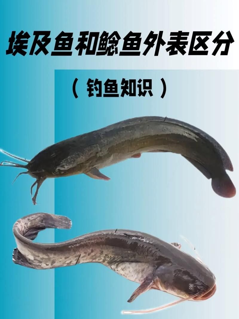 黔龍魚(yú)是什么魚(yú)圖片大全