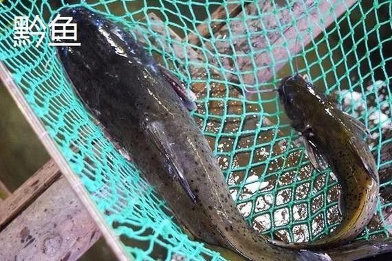 黔龍魚(yú)是什么魚(yú)圖片大全