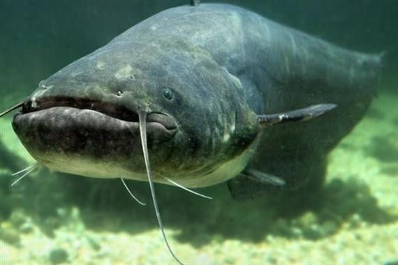 黔龍魚(yú)是什么魚(yú)圖片大全