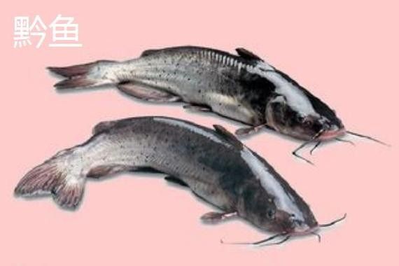 黔龍魚(yú)是什么魚(yú)圖片大全