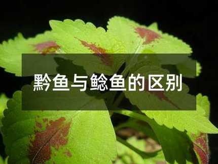 黔龍魚(yú)是什么魚(yú)圖片大全