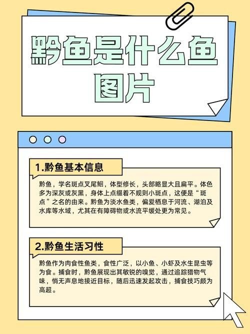 黔龍魚(yú)是什么魚(yú)圖片大全