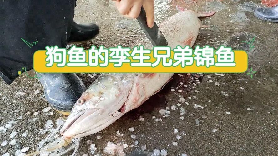 黔龍魚(yú)是什么魚(yú)圖片大全