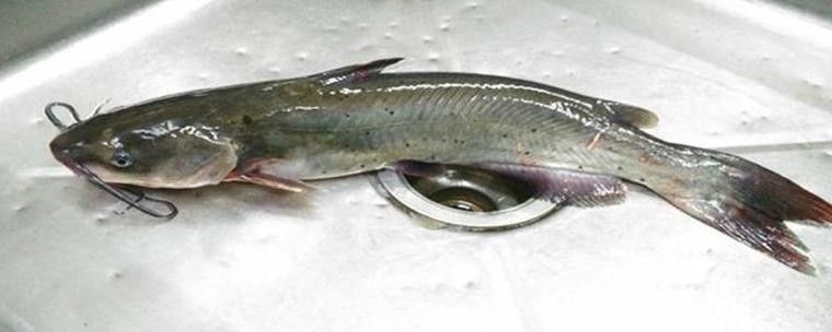 黔龍魚(yú)是什么魚(yú)圖片大全
