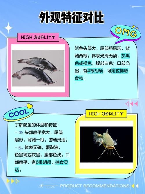 黔龍魚(yú)是什么魚(yú)圖片大全