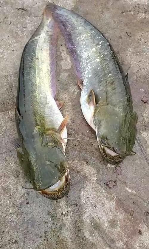 黔龍魚(yú)是什么魚(yú)圖片大全