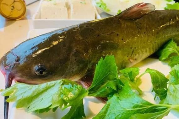 黔龍魚(yú)是什么魚(yú)圖片大全