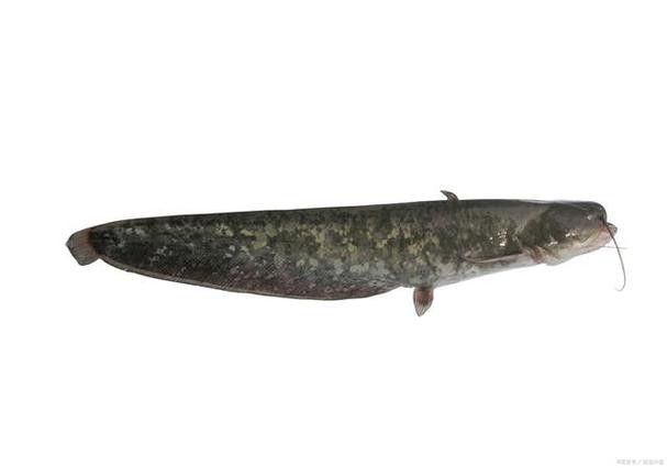 黔龍魚(yú)是什么魚(yú)圖片大全