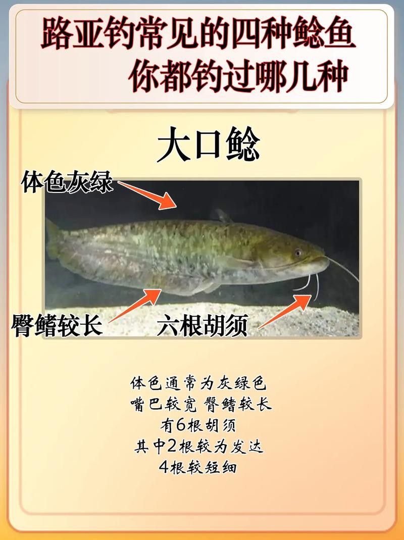 黔龍魚(yú)是什么魚(yú)圖片大全