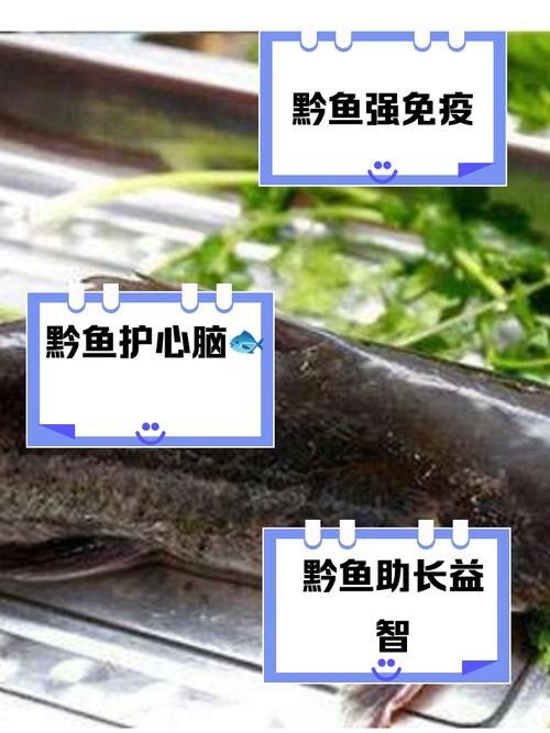 黔龍魚(yú)是什么魚(yú)圖片大全