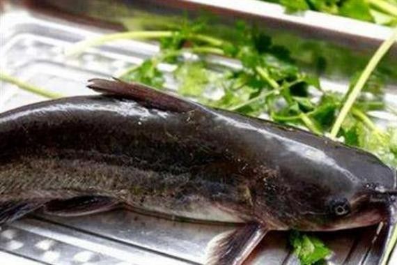黔龍魚(yú)是什么魚(yú)圖片大全