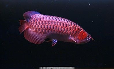 紅龍魚頭部黑色的東西是什么：紅龍魚頭部出現黑色物質可能是由以下幾個因素引起的