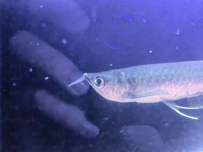 龍魚撞缸的原因預兆圖片大全集