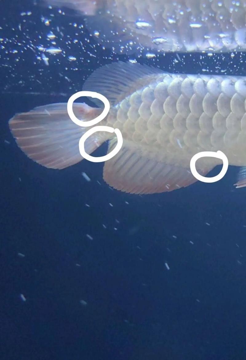 龍魚撞缸的原因預兆圖片大全集