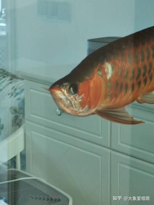 龍魚撞缸的原因預兆圖片大全集