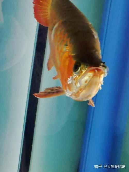 龍魚撞缸的原因預兆圖片大全集