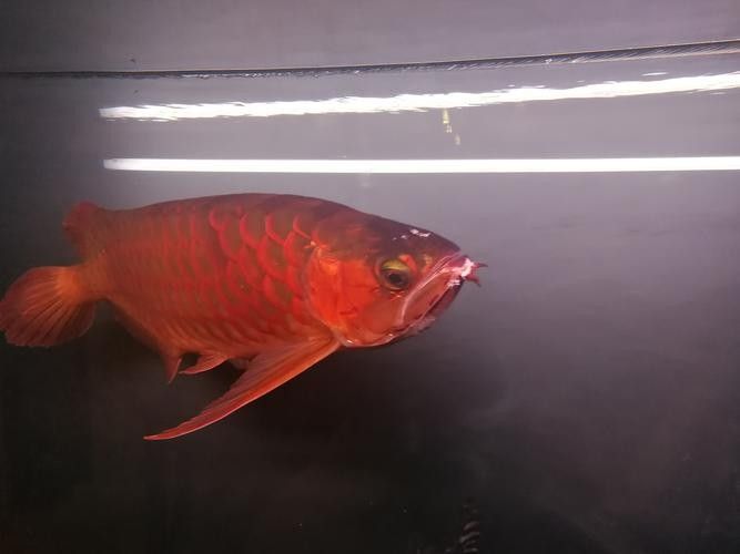 龍魚撞缸的原因預兆圖片大全集