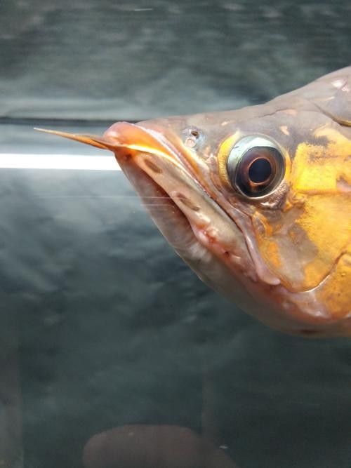 龍魚撞缸的原因預兆圖片大全集