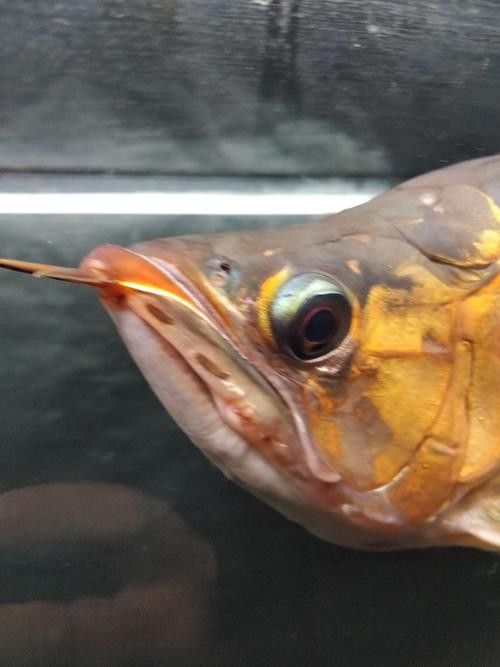 龍魚撞缸的原因預兆圖片大全集