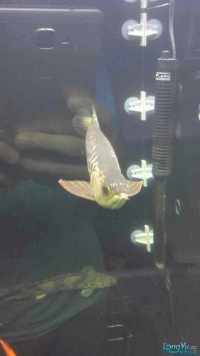 龍魚撞缸的原因預兆圖片大全集