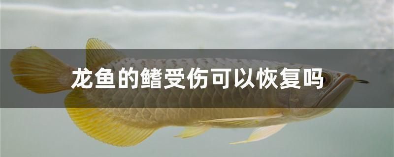 龍魚被打傷怎么治療好：養龍魚的注意事項