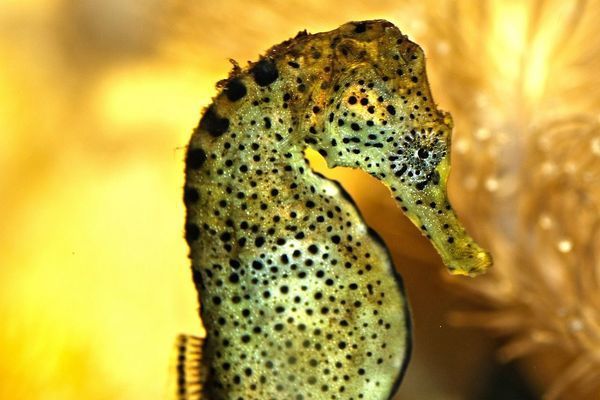 龍魚被打傷怎么治療好：養龍魚的注意事項