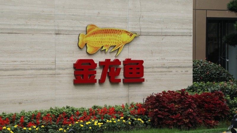 金龍魚的新聞