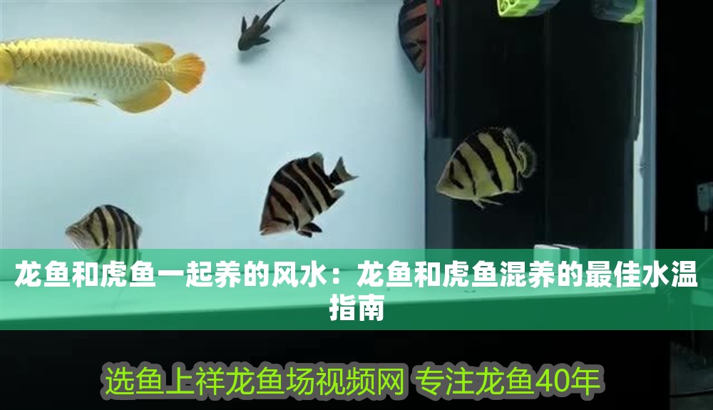 龍魚(yú)和虎魚(yú)一起養(yǎng)的風(fēng)水：龍魚(yú)和虎魚(yú)混養(yǎng)的最佳水溫指南