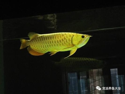 龍魚游來游去嘴巴一張一張的正常嗎：龍魚游來游去和嘴巴一張一合在某些情況下是正常現象