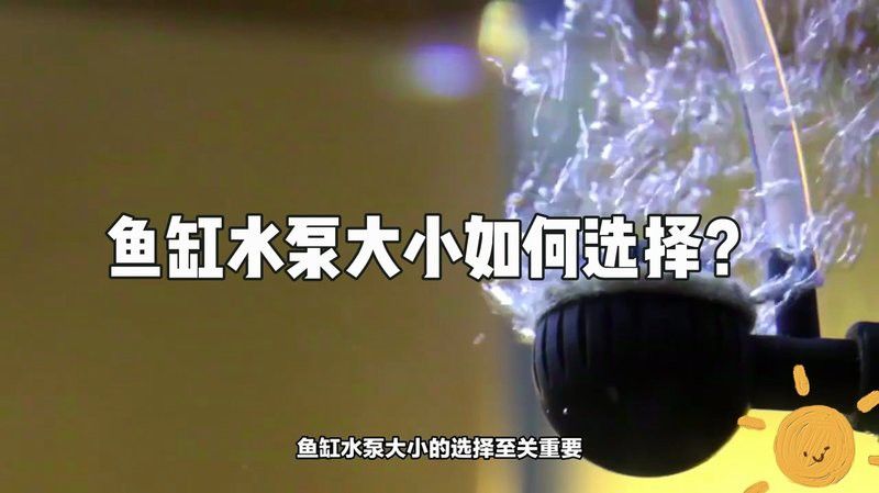 哪些品牌的水泵適合龍魚混養(yǎng)？