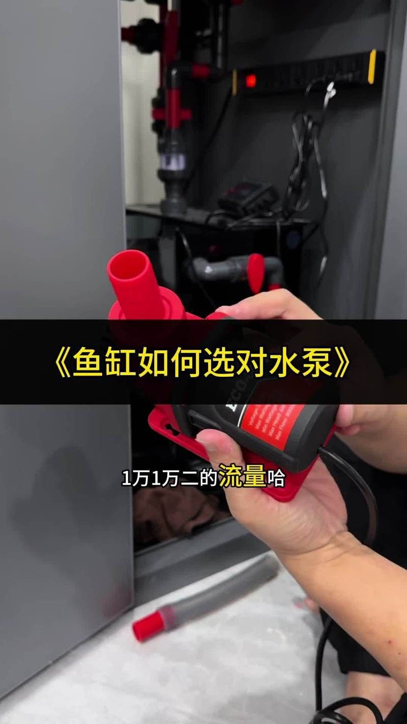 哪些品牌的水泵適合龍魚混養(yǎng)？
