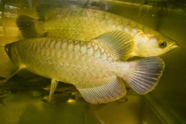 金龍魚成體多大能繁殖：金龍魚多大可以繁殖