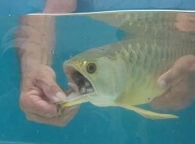 金龍魚成體多大能繁殖：金龍魚多大可以繁殖