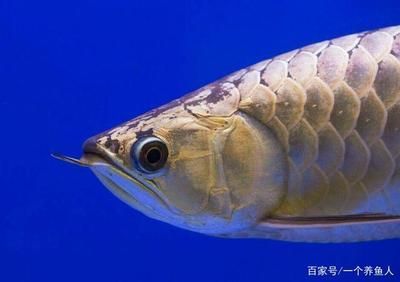 龍魚兜嘴是什么樣子：關于龍魚兜嘴的詳細介紹