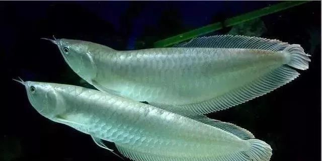 銀龍魚的食物有哪些？