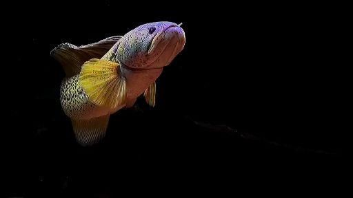 龍魚戰斗力最高的品種：龍魚的“戰斗力”