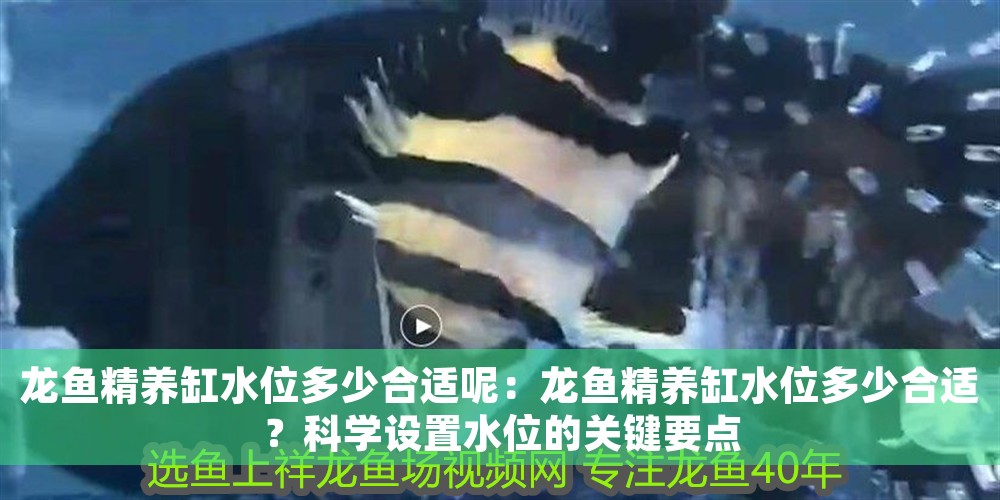 龍魚精養缸水位多少合適呢：龍魚精養缸水位多少合適？科學設置水位的關鍵要點