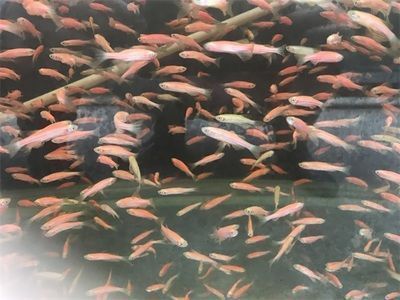 泰龐海鰱魚繁殖箱隱蔽場所設(shè)計：泰龐海鰱魚繁殖箱隱蔽場所的設(shè)計建議