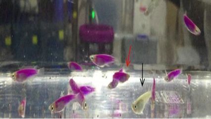 泰龐海鰱魚繁殖箱隱蔽場所設(shè)計：泰龐海鰱魚繁殖箱隱蔽場所的設(shè)計建議