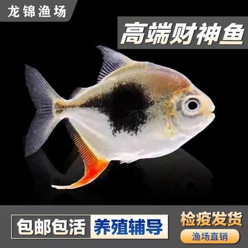 龍魚飼料魚混養(yǎng)可以嗎圖片