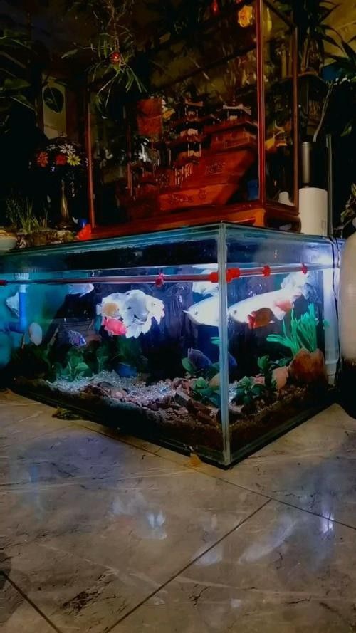 龍魚飼料魚混養(yǎng)可以嗎圖片
