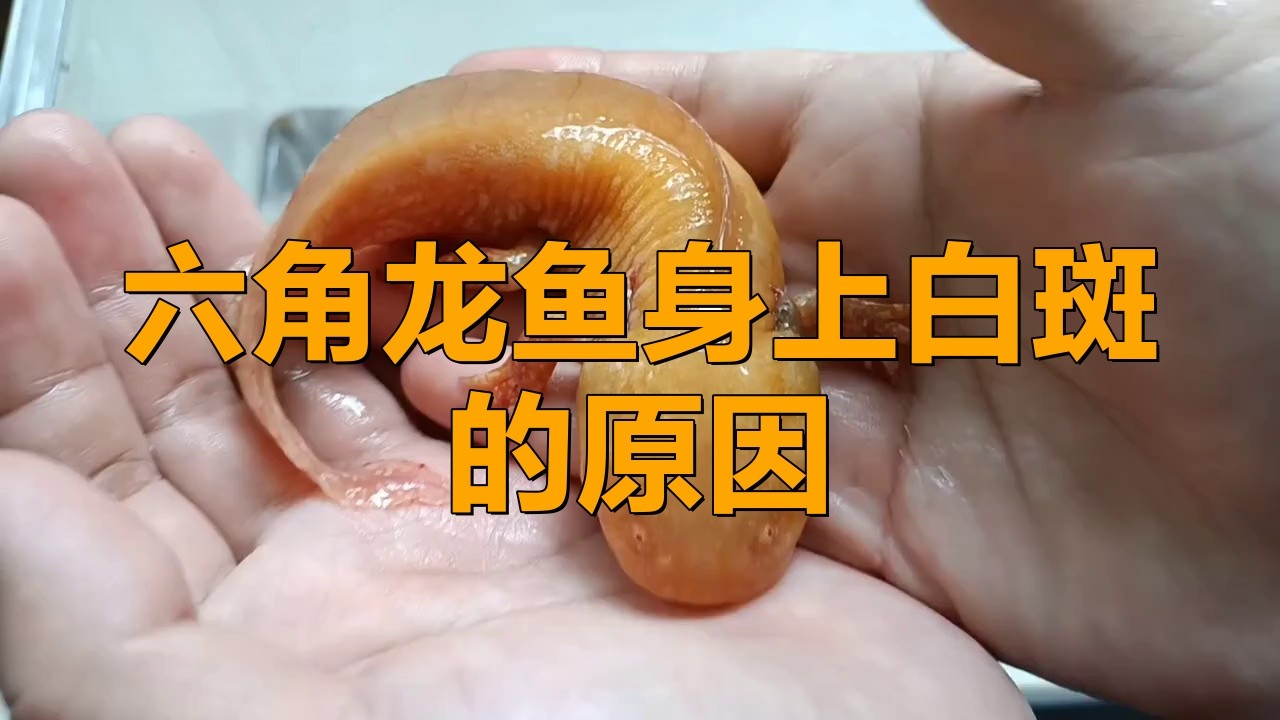 如何治療六角龍魚的白斑?。?></span>01:52六角<a href=