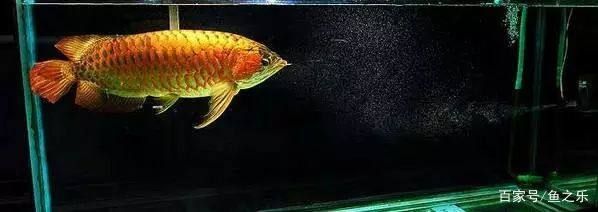 龍魚福龍王：國內只有一條福龍王，被譽為“龍魚中的蘭博基尼”