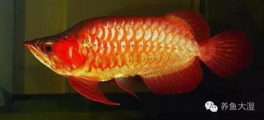 龍魚福龍王：國內只有一條福龍王，被譽為“龍魚中的蘭博基尼”